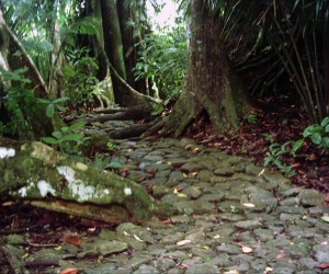 Path of the Botanical Garden of El Darién.  Source: Panoramio.com  By: Fabio Ocampo C